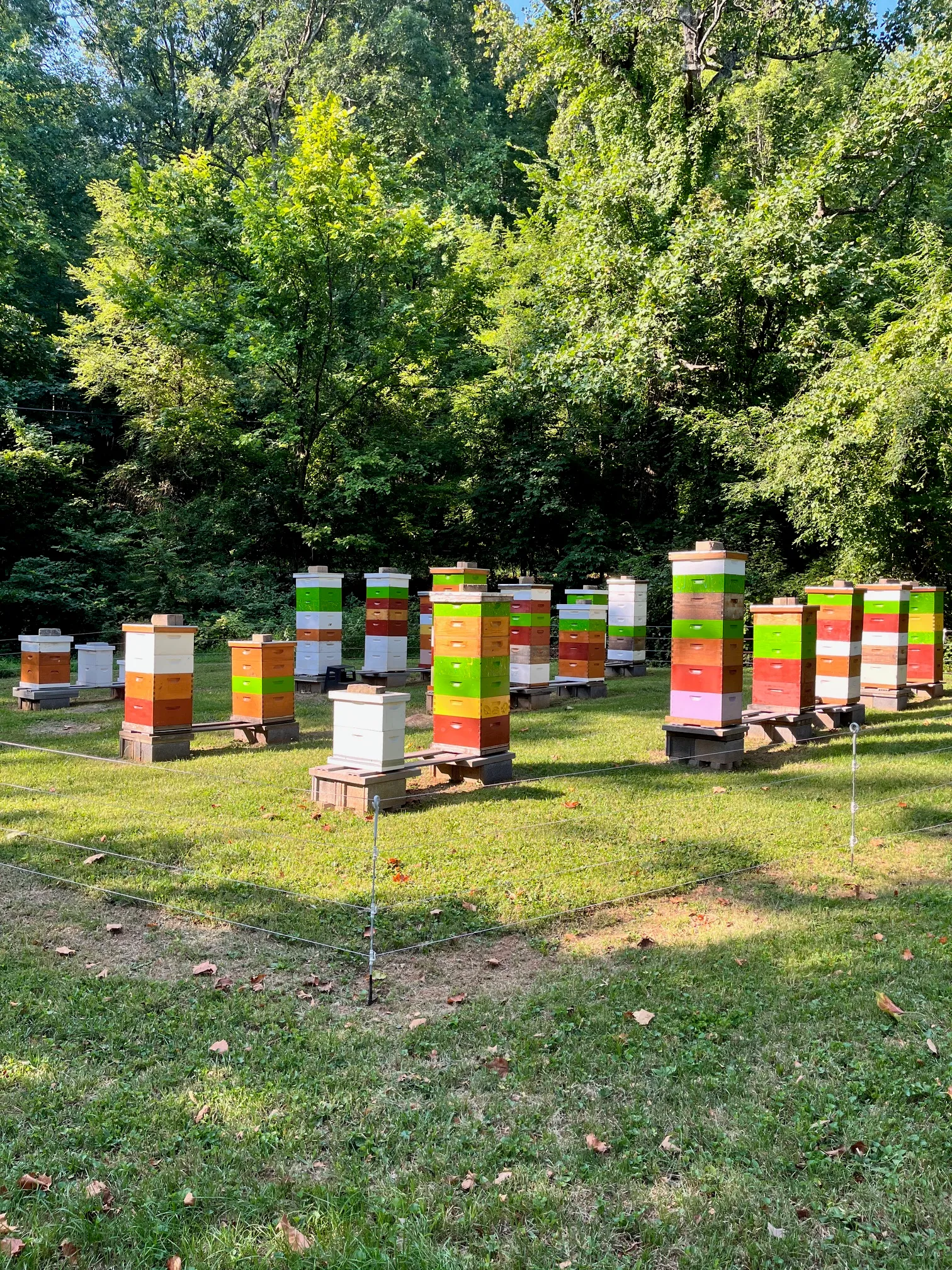 Rows of colorful beehives at John and Dawn Johnston's apiary